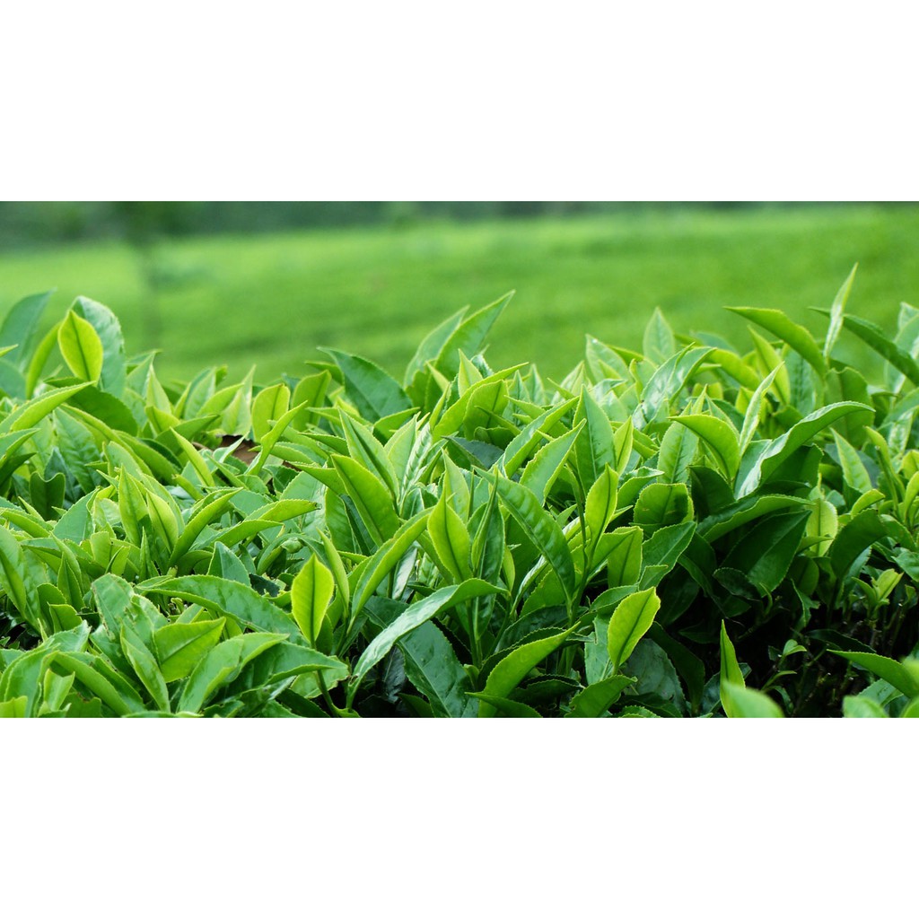 Bột trà xanh 100g