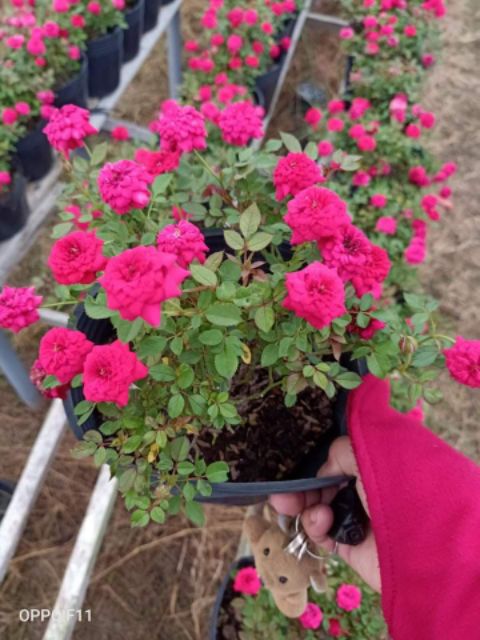 Cây Hồng Tỉ Muội