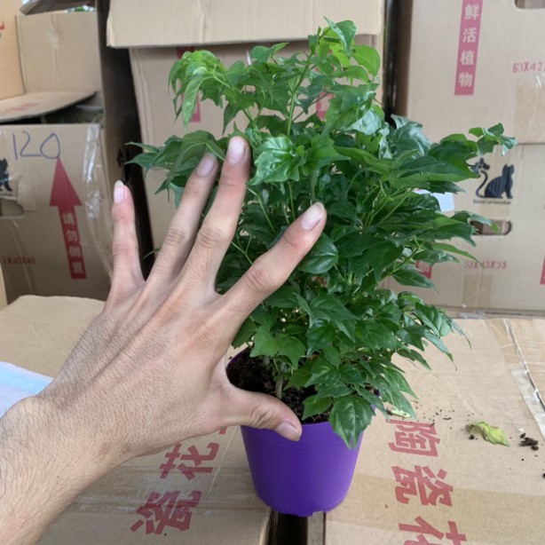 Cây hạnh phúc để bàn cao 25-30cm nhiều cành lá xum xuê và xanh tươi quanh năm, thích hợp trang trí nội thất