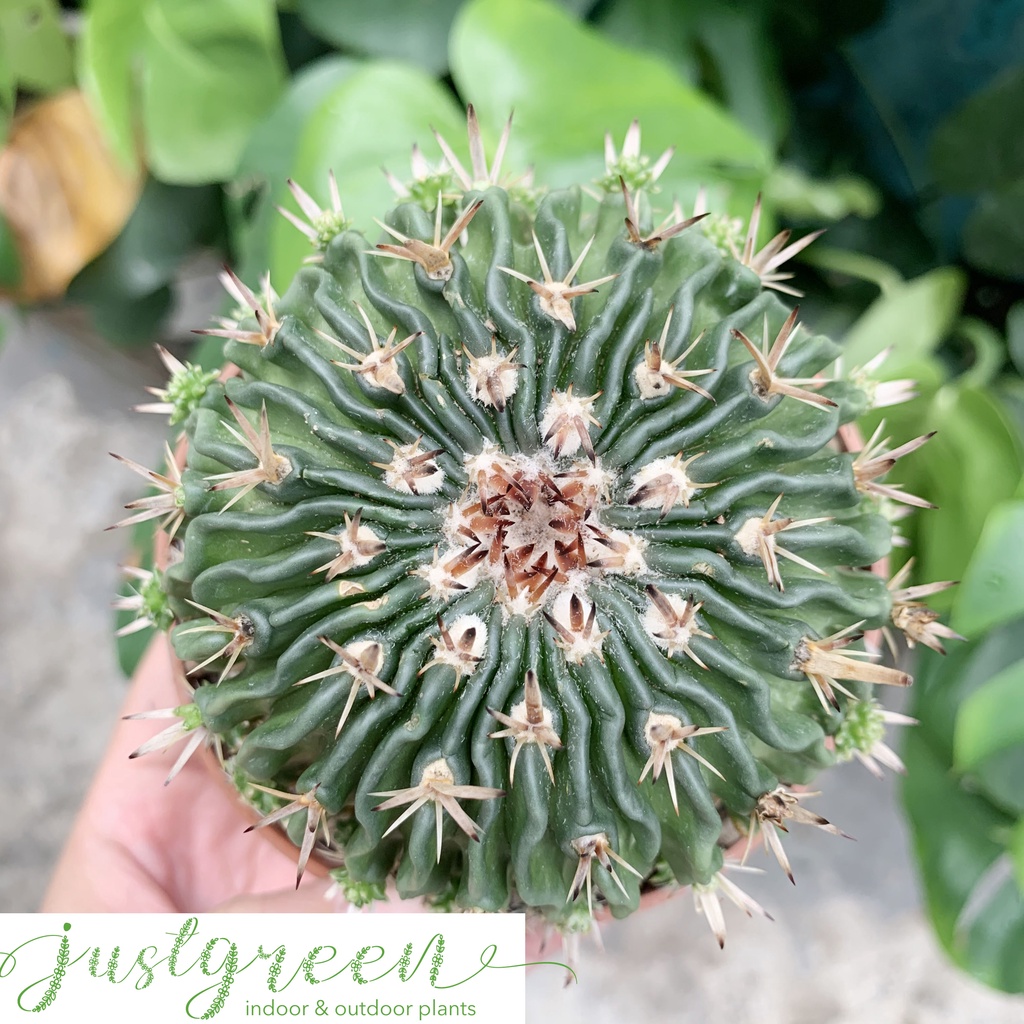 Xương rồng trúc ngọc, Chậu xương rồng trúc ngọc, Cây xương rồng trúc ngọc size trung đã thuần khí hậu nắng, Xương rồng S