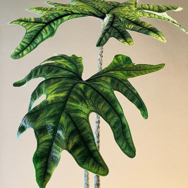 ( Free ship ) Alocasia Jacklyn cây con,tách mẹ khoẻ...