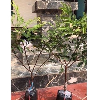 Chậu cây me thái giống ( cao 40-70cm )