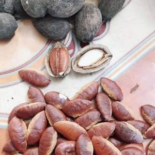 Hạt kơ nia