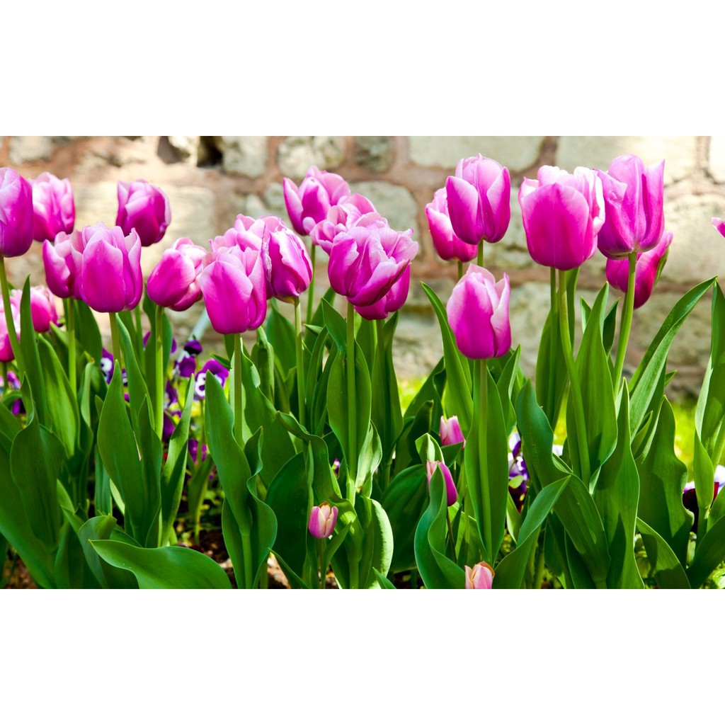 5 Củ giống hoa tulip hoa màu tím - hoatuliptim