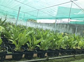 Hoa lan hoàng hậu xanh