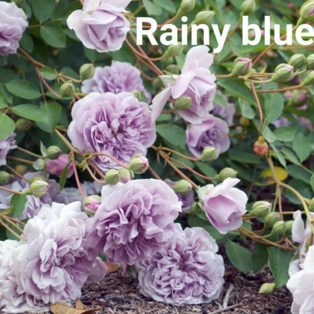 Chậu hoa hồng bụi tím rainy blue