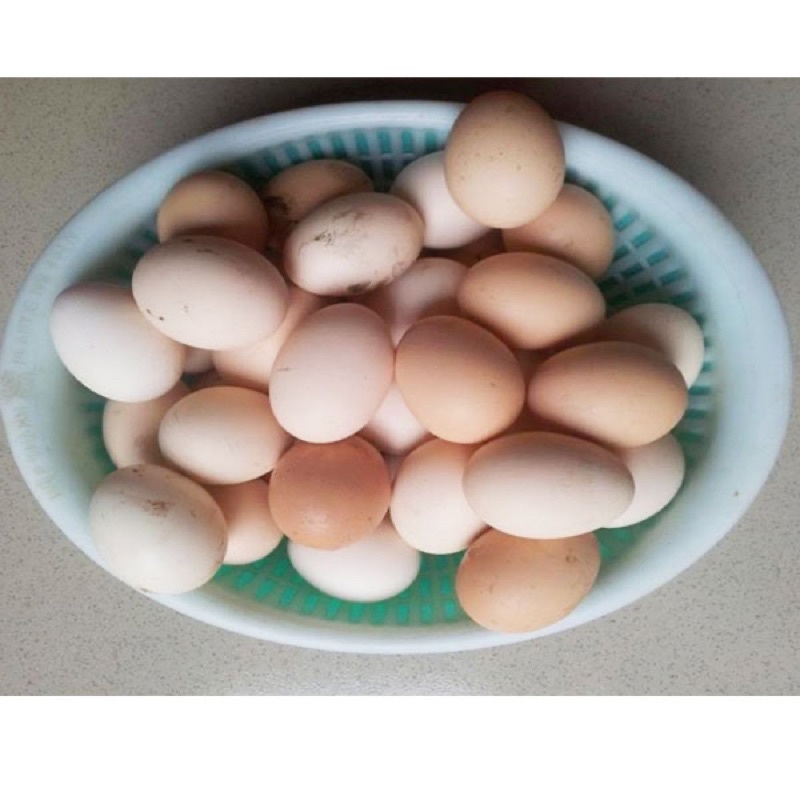Trứng gà ta ăn ngô, 1 số quả 2 lòng đỏ siêu to