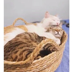 Ổ nằm cho thú cưng chất liệu mây tre đan thân thiện với môi trường, an toàn cho chó mèo