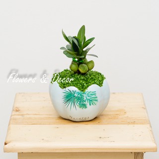 Cây Tài Lộc Phong Thủy (𝙂𝙞𝙖𝙤 𝙝𝙖̀𝙣𝙜 𝙨𝙞𝙚̂𝙪 𝙩𝙤̂́𝙘 1𝙝)