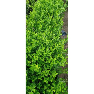 cây chúc giống , cây chúc ăn  lá
