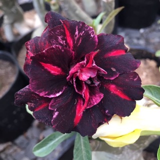 Hoa Sứ Hoà Khánh