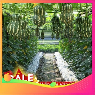 Hạt Giống Bí Hạt Đậu - 10 Hạt VIETGAR