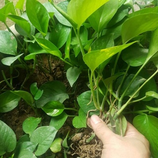 Cây trầu bà