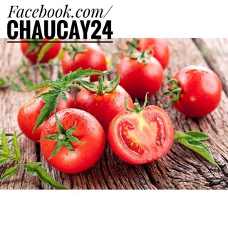 2 Gói Hạt Giống Cà Chua Dễ Trồng, Mọng Nước