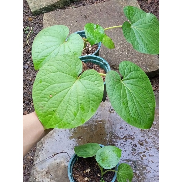 Cây dỗi ăn lá, lá thơm mùi tinh dầu như hạt dổi, ăn kèm rất ngon