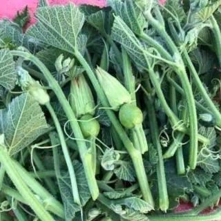 Hạt giống bí siêu ngọn chia tai Thái Lan
