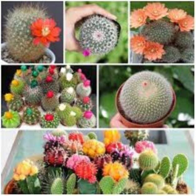Hạt giống xương rồng mix màu