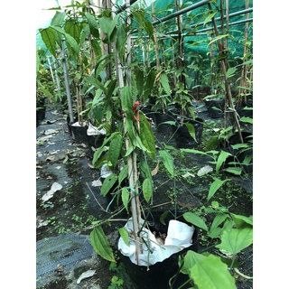MÓNG CỌP VÀNG - HOA ĐẸP, ĐỘC, LẠ