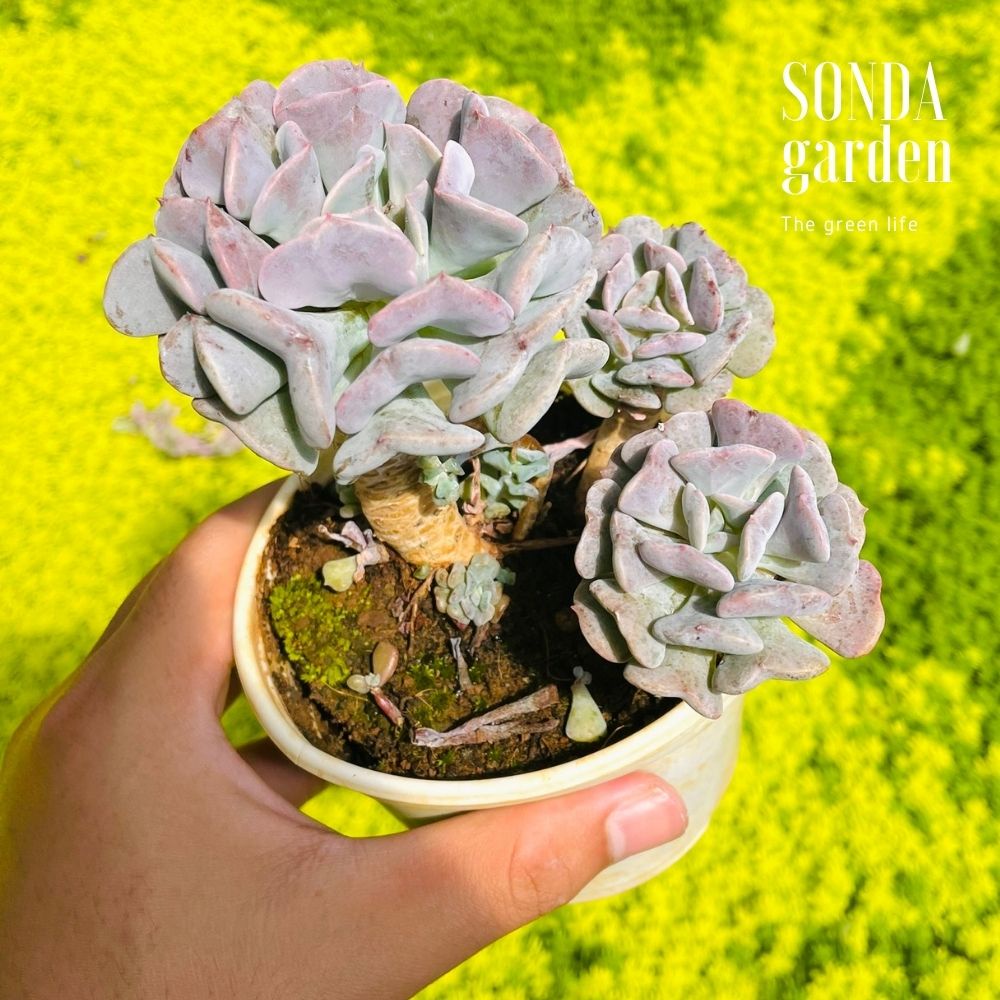 Sen đá cúc tím cổ thụ SONDA GARDEN size trung bình 8-10cm, cây cảnh trang trí nhà cửa, lỗi 1 đổi 1