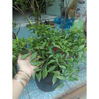 Chậu cây Ớt Hiểm