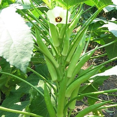 Hạt giống đậu bắp xanh
