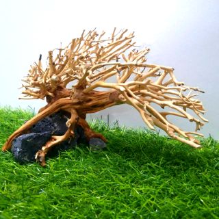 Lũa dáng bay cấy rêu ( D:22cm-R:12cm-C:10cm)