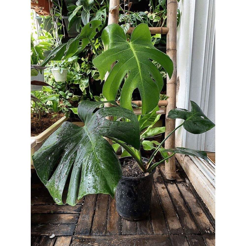 Cây Monstera deliciosa (Cây Quái Vật, Trầu Bà Lá Xẻ) trưởng thành có nhiều lá xẻ sâu chậu nhựa