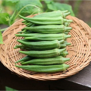 20gram HẠT GIỐNG ĐẬU BẮP