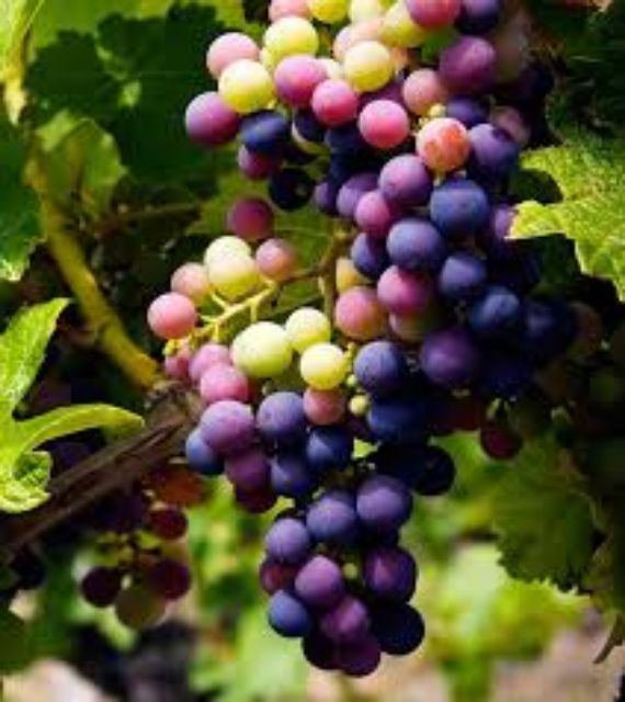 Hoạt chất tartaric acid chống lão hóa da 20gr