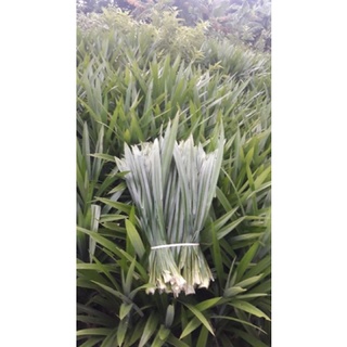 Lá dứa tươi 500g