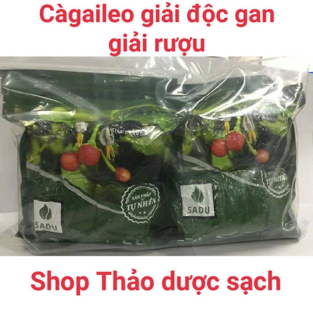 Trà túi lọc cà gai leo Sadu 1kg (gồm 4 bịch 250g, mỗi bịch 50 túi lọc)