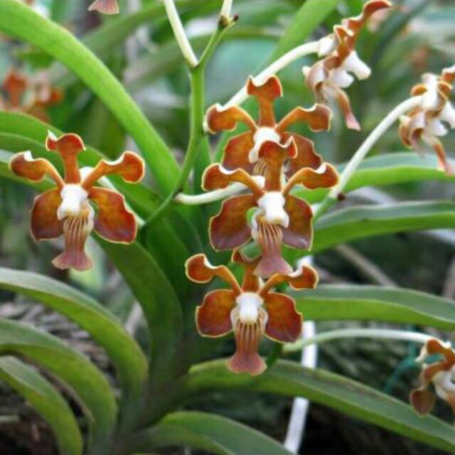 VANDA rừng bó 3 cây 35k