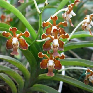 VANDA rừng bó 3 cây 35k