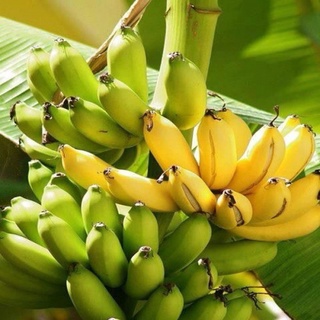 Chuối cau hữu cơ
