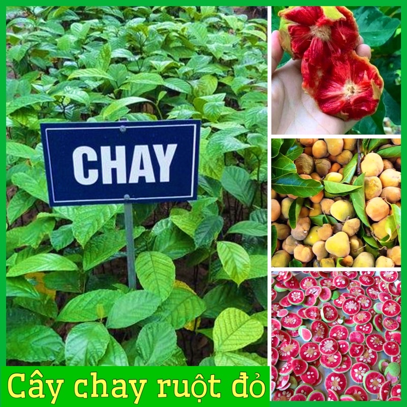 Cây chay ruột đỏ cao 20-30 cm 1 năm ra quả cây giông khoẻ mạnh