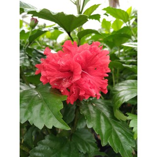 cây bụp thái đỏ hoa kép