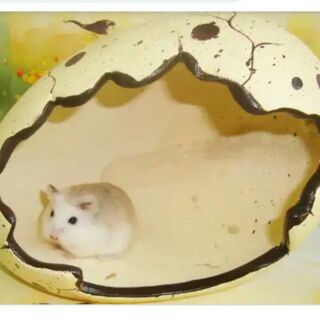 Nhà ngủ trứng cho hamster nhím sóc
