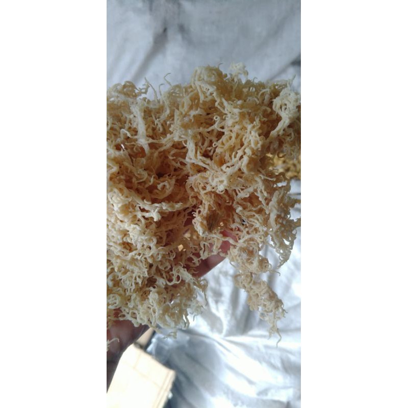 RONG SỤN LÝ SƠN KHÔ SẠCH SeaMoss- NGUYÊN CHẤT -