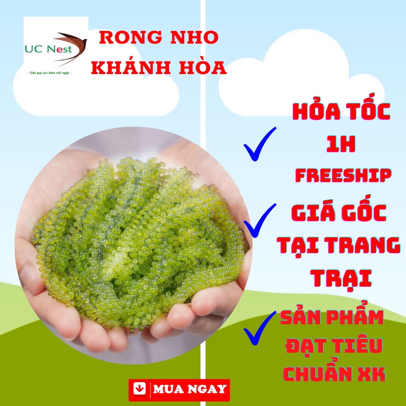 Rong nho tách nước giàu dinh dưỡng tách nước kèm sốt mè rang tươi Khánh hòa UCRong200g