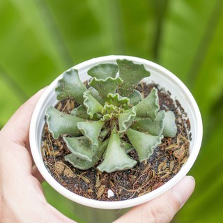 Sen đá tay gấu 5-7cm