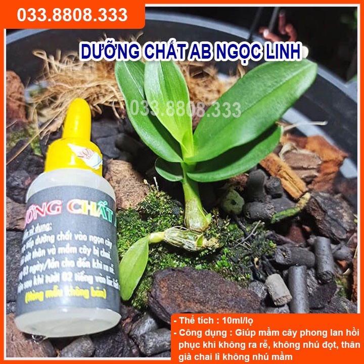 Dưỡng Chất AB ( 10ml)  Giúp Phục Hồi Mầm Gốc, Kích thích Ra Rễ, Nuôi Dưỡng Mầm Hoa