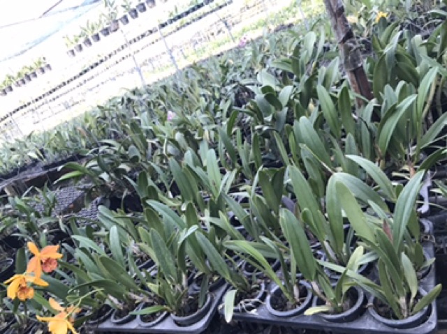 Hoa lan catt Đài Copper Queen