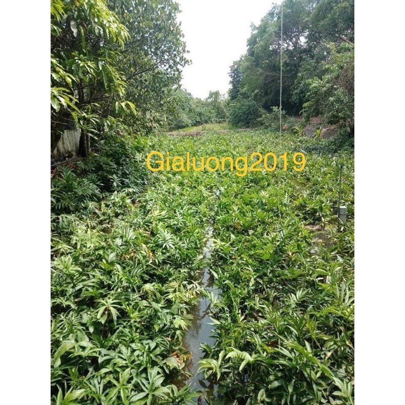 1kg Rau móp chua đặc sản Củ Chi
