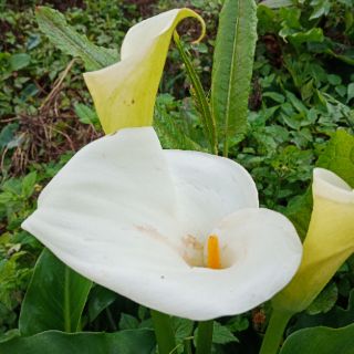 6 mầm giống hoa rum trắng