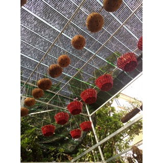 lưới Thái Lan đen (hoặc xanh) che nắng 70% KHỔ 2M Độ Dài theo số lượng