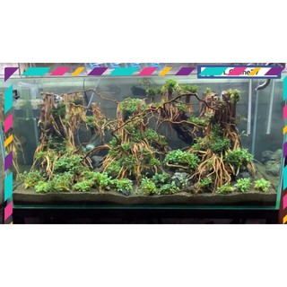 [ Rẻ ] Rễ Rừng Set layout trang trí bể cá