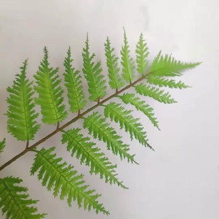 [ Hoa giả] Nhành lá dương xỉ