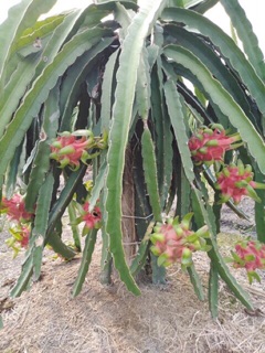 Cành thanh lòng ruột đỏ