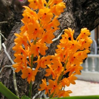 Lan hỏa hoàng cam