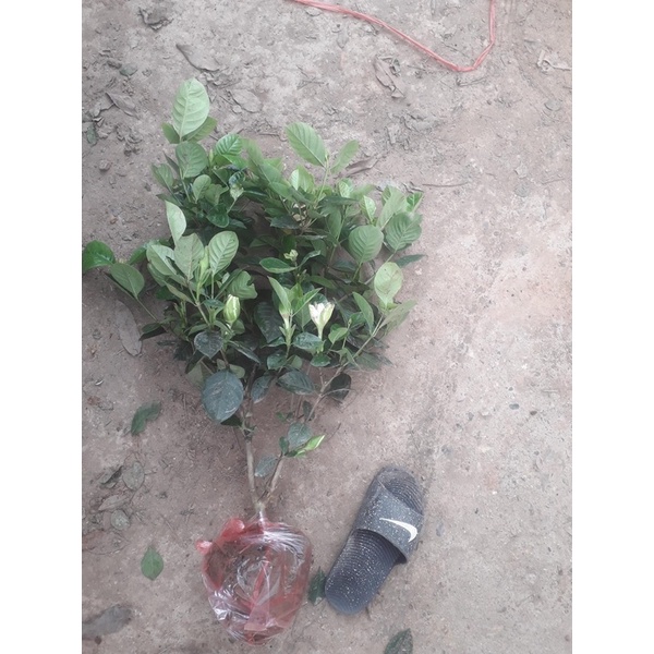 CÂY BẠCH THIÊN HƯƠNG cao 60-70 cm